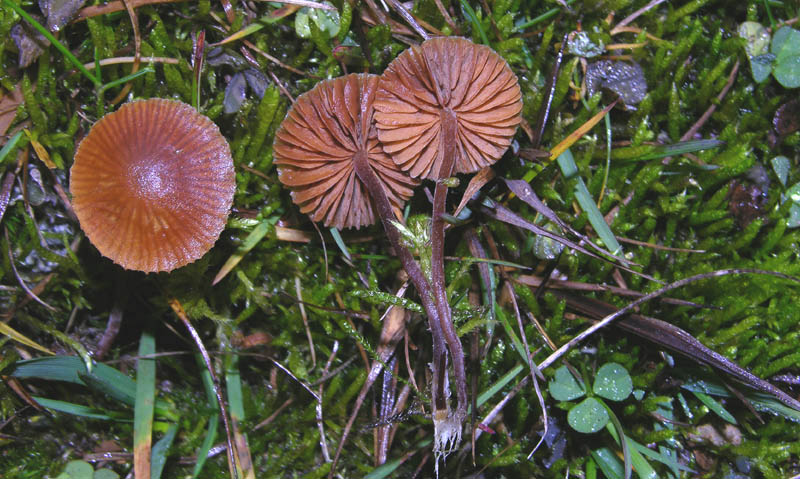 Galerina da determinare n�15